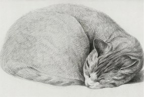 Dekoratív Fotótapéta Hálószobába Összecsukható macska 104x70 Ragasztó