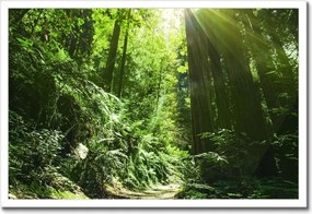 Poszterek keretben 60x40 Varázslatos erdő Tájkép