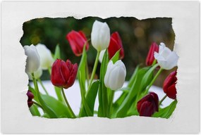 Poszterek 90x60 Tulipánok Virágok