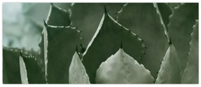 Kép - Zöld agávé (120x50 cm)