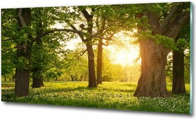 Kép akril üvegen Fák a parkban
