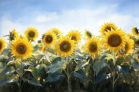 Fotótapéta Flizelina Természet Mező Virágok Napraforgók 208x146 ragasztó