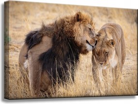 Vászonkép Oroszlánpár Szerelem szavanna Természet 60x40 cm