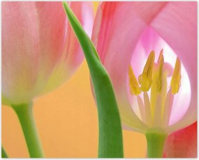 Poszterek 50x40 Rózsaszín tulipánok
