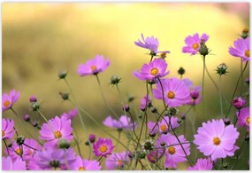 Poszterek 185x125 Finom virágok a réten