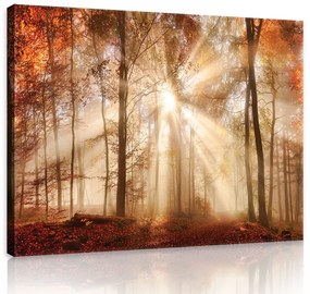 Vászonkép, Erdő a beszűrődő napfényben 80x60 cm méretben