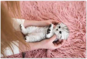 Poszterek 155x105 Cica Cicák Macskák