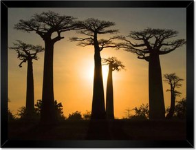 Poszterek keretben 40x30 Baobaby Madagaszkárról