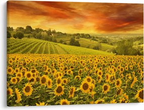 Kép - Napraforgó mező (70x50 cm)