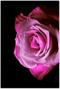 Poszterek 80x120 Lila rózsa