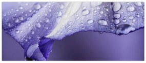 Kép - Szirom cseppekkel (120x50 cm)