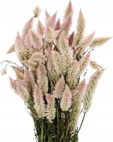 Szárított kalászos celózia csokor szárított virágok váza és dekoráció