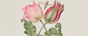 Fotótapéta Flizelin Hálószoba Nappali Tulipán szépség 250x104 Ragasztó