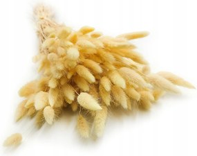 Szárított Lagurus Tojáshéj krémszínű 150db