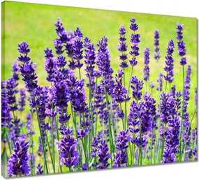 Vászonkép 50x40 Levendula virágok