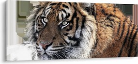 Tigris képe (120x50 cm)