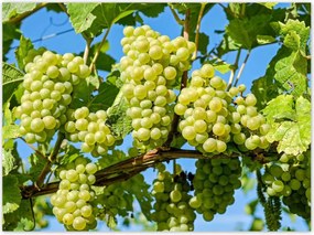 Poszterek 135x100 Zöld szőlő