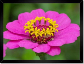 Poszterek keretben 40x30 Virágok