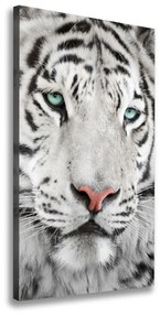 Vászonkép Fehér tigris ocv-104866855