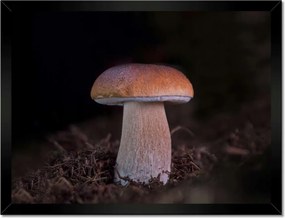 Poszterek keretben 40x30 A gombák királya