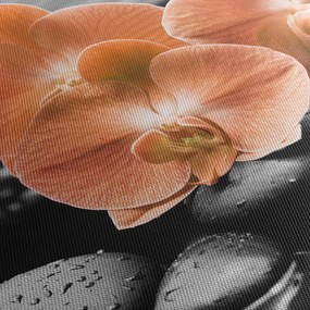 Kép - Narancssárga orchideák (70x50 cm)