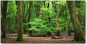 Fotótapéta üvegfalra Holland erdő 140x70