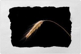 Poszterek 90x60 Kalász rozs gabona arany