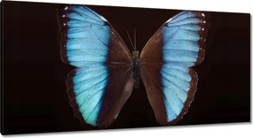 Vászonkép 115x55 Kék pillangó