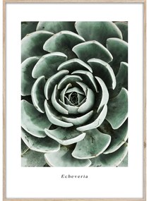 Kép 50x70 cm Echeveria – Styler