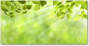 Üvegpanel a konyhába Levelek 140x70 cm Ragasztó