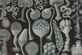 Fotótapéta Flizelin Dekoratív az irodába Varázslatos növények 104x70 Ragasztó