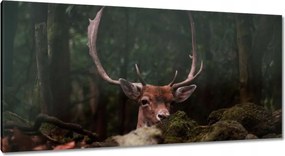 Vászonkép 115x55 Szarvas felszarvazott