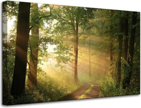 Vászonkép Napfény Erdő Ösvény Természet 80x50 cm