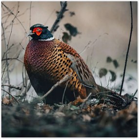Poszterek 100x100 Fácán a természetben Madarak