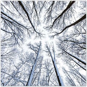 Poszterek 100x100 Fa Fák Kilátás