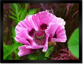 Poszter keretben 40x30 Lila virág