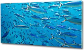 Fotó-kép edzett üveg Korall halak 100x70