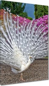 Vászonkép 80x120 Madarak