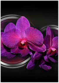 Poszterek 70x100 Lila orchidea