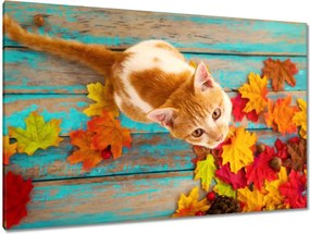 Képek 120x80 Cica Cicák