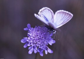 Poszter 42x29,7cm Pillangó a virágon, Assaf Frank