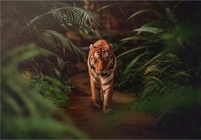 Fotótapéta Tigris 3D Állatok Dzsungel 312x219