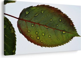 Kép - Rózsalevél (90x60 cm)