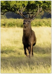 Poszterek 70x100 Szarvas a réten az erdőben