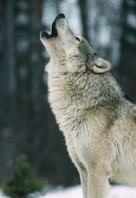 Művészeti fotózás The Gray wolf, Canis lupus,, Gerald  Corsi, (26.7 x 40 cm)