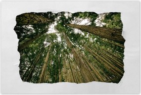 Poszterek 90x60 Fák