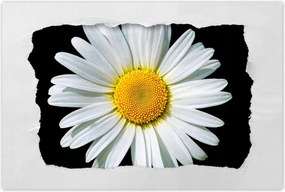 Poszterek 90x60 Virágzó fehér margaréta