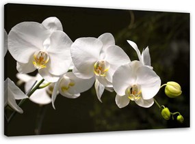 Gario Vászonkép Fehér orchidea fekete háttéren Méret: 60 x 40 cm