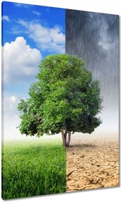 Vászonkép 70x100 Esős évszak