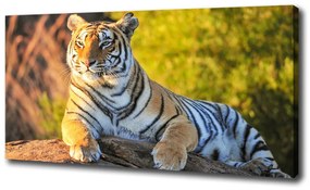 Vászonkép Portré egy tigris oc-65114965